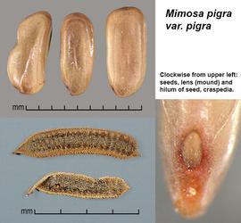   Fruits, seeds:   Mimosa pigra , seeds (upper left) with pleurograms visible; Photo by J. Scher, Federal Noxious Weed Disseminules of the US
